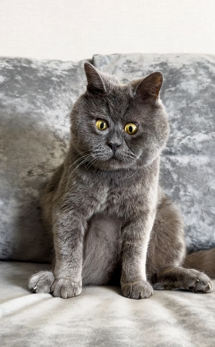    Шесть лет назад Федю подобрали на улице. А теперь он настолько крут, что имеет личного мемолога. Фото: vk.com/fedja_gruppa