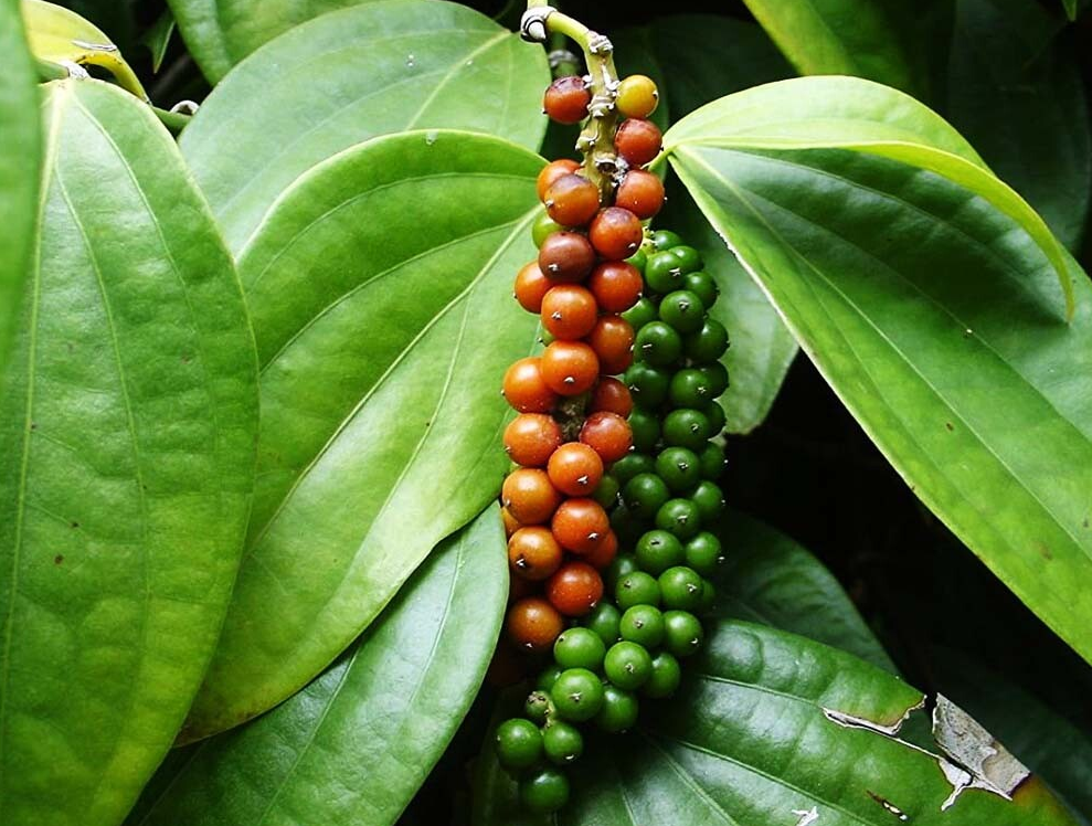 Плоды перца разной степени зрелости