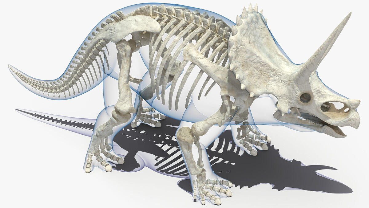 Трицератопс (реконструкция).