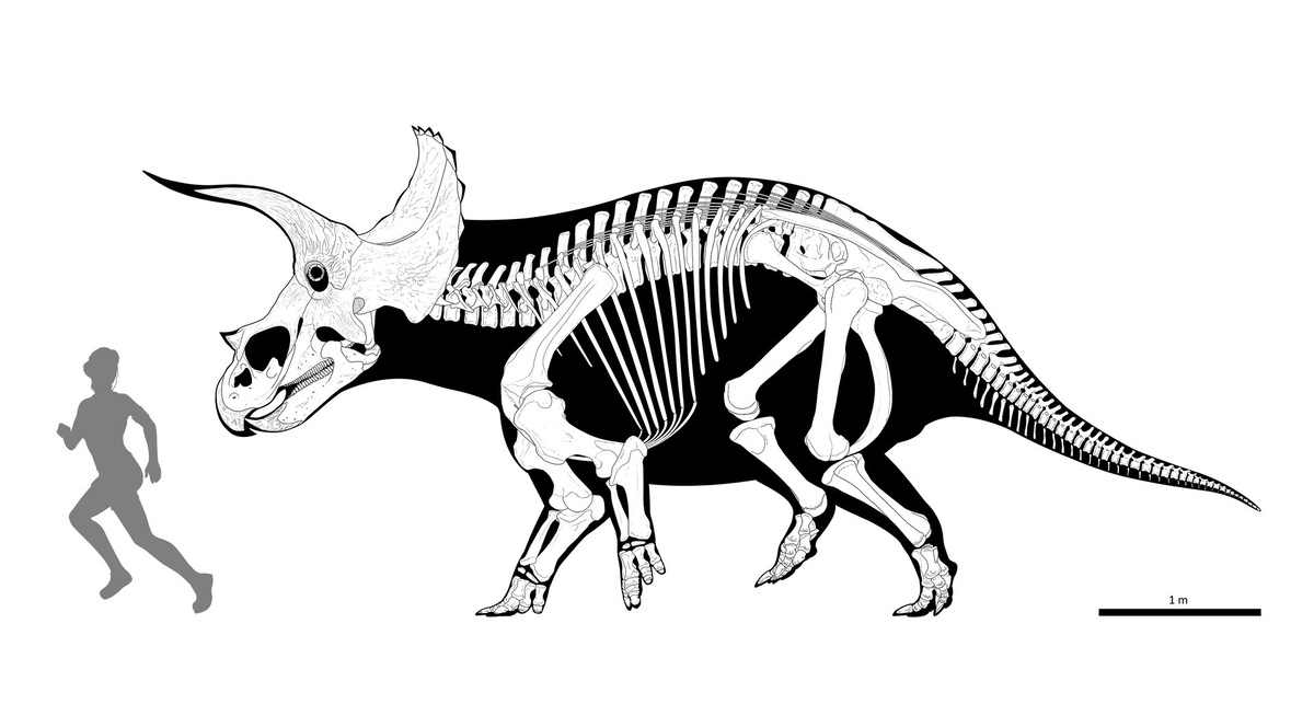 Трицератопс (реконструкция).