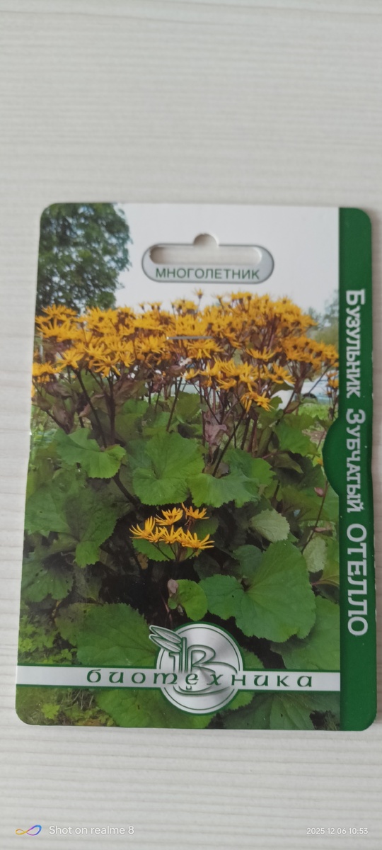 Бузульник.Уже пыталась выращивать из семян его,но ничего у меня не взошло😒 в 26 году буду проращивать по всем ,,правилам,,и через вермикулит🙂 посмотрю что получиться😊 