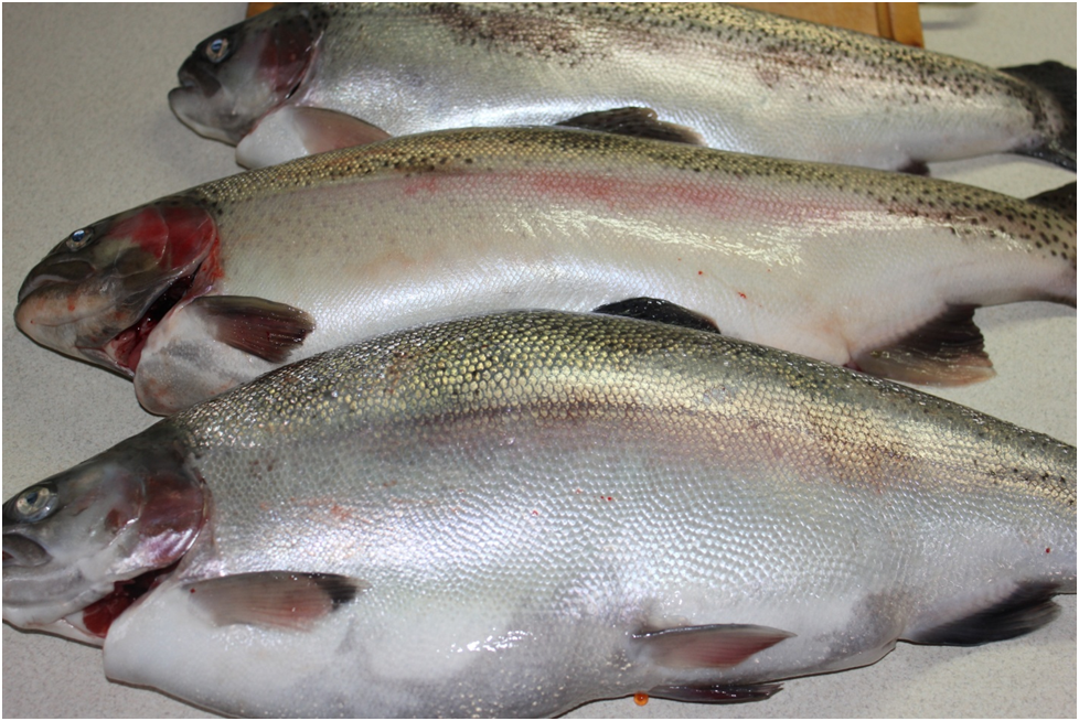 Личное фото автора.