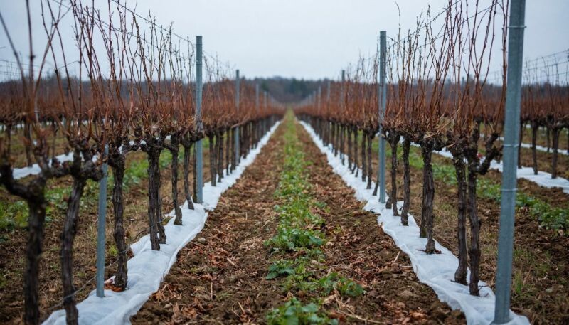 Как подготовить виноградники к морозам