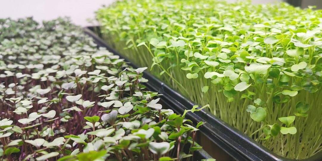 Семена кресс-салата ускорили рост после замачивания по данным Mein Schoener Garten