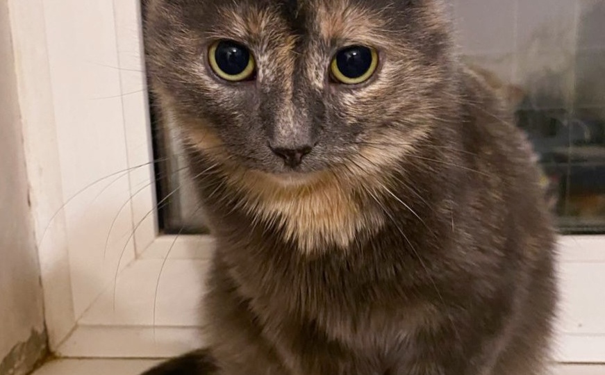 Кошечка Василиса очень нуждается в доме! Когда же малышку заметят?