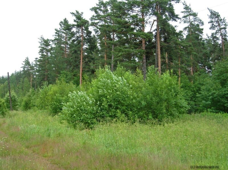 Фундамент бывшего вокзала порос кустарником. Фото Д. Веревкина, 9 июля 2012 г