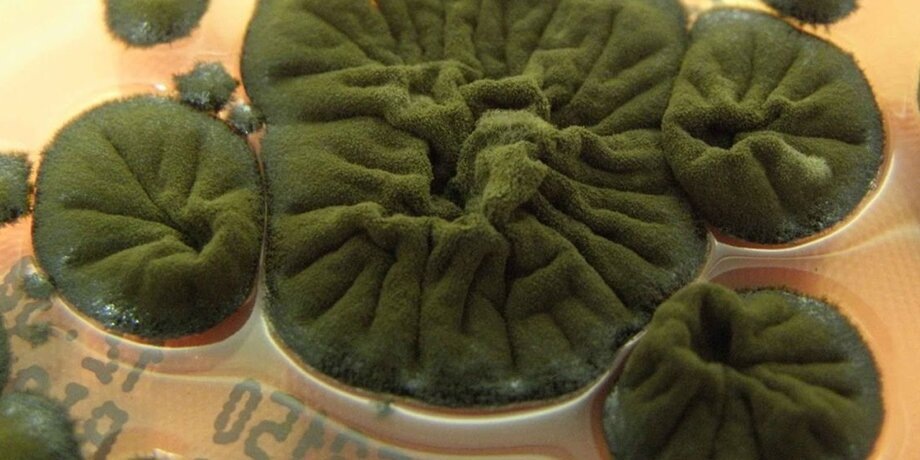    Фото: sciencealert.com