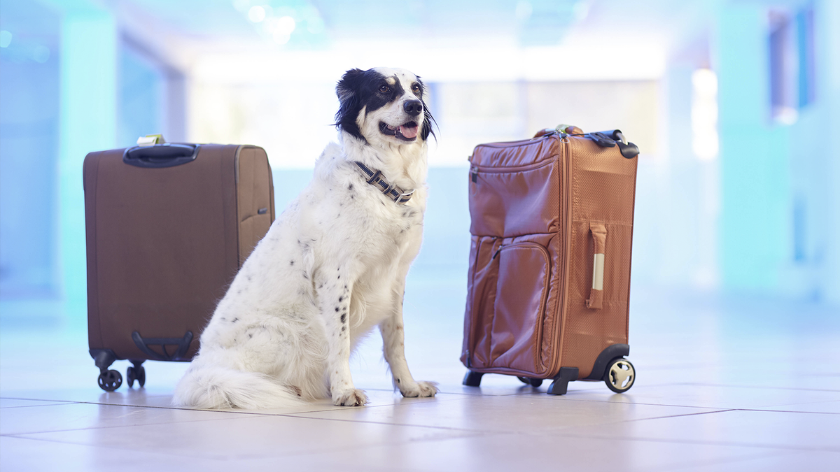    Люди все больше путешествуют вместе со своими питомцами