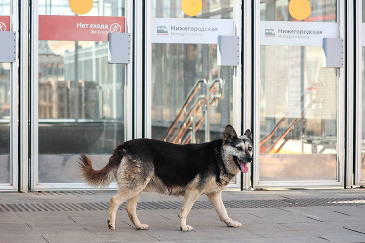    «Проблема собак без владельцев решается только в совокупности мер — недостаточно убирать животных с улиц, надо прекратить поступление на улицы новых собак».   
Фото: «БИЗНЕС Online»