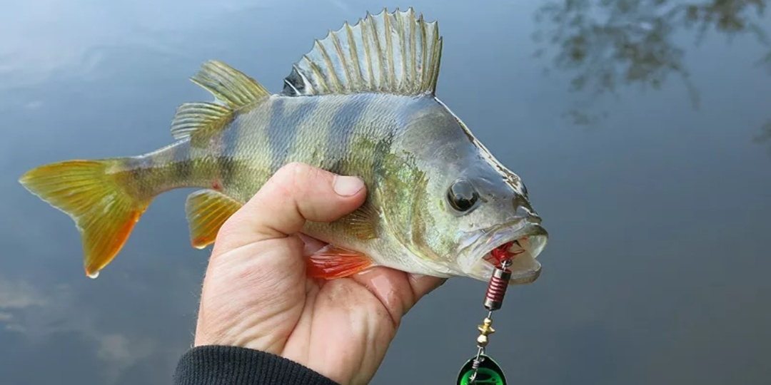 Поздняя осень — золотое время для любителей рыбалки на окуня! 🎣