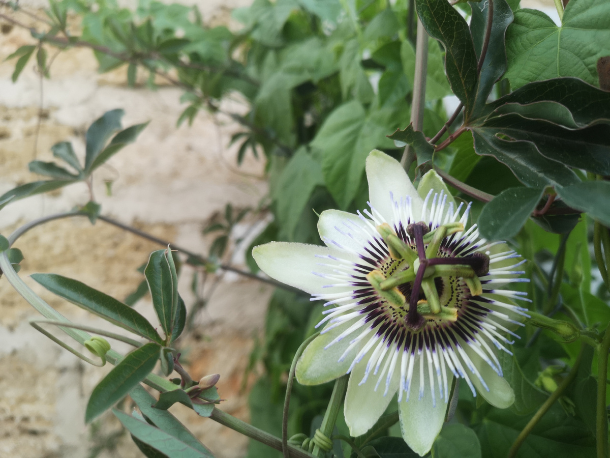 Был один цветочек