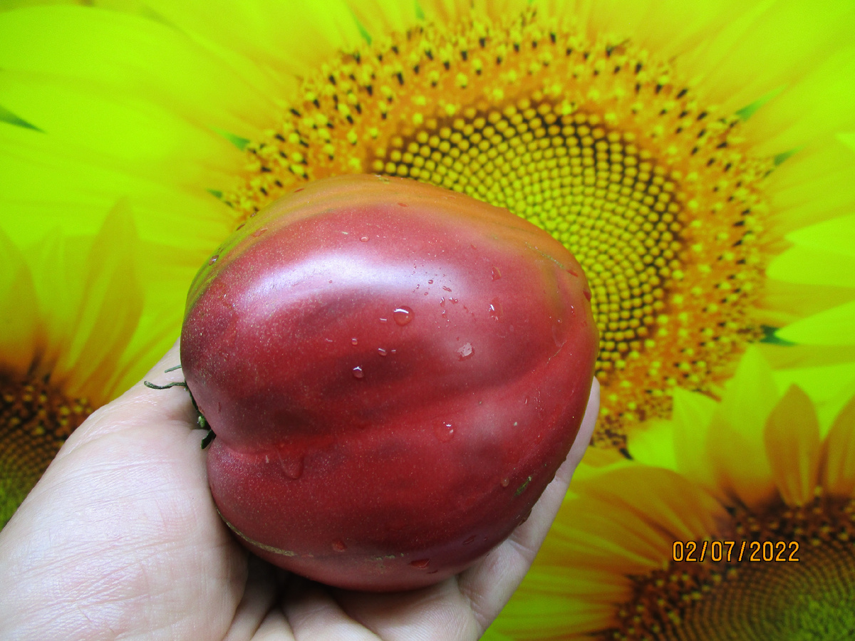 Томатный Гном Гном Пурпурное сердце. №810 в моем каталоге.