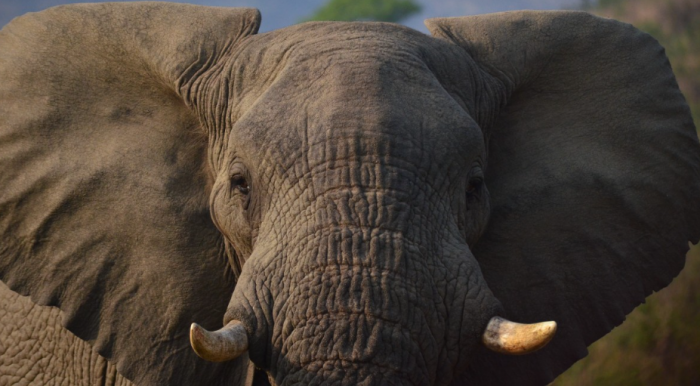 Якутскому Музею мамонта подарили череп слона