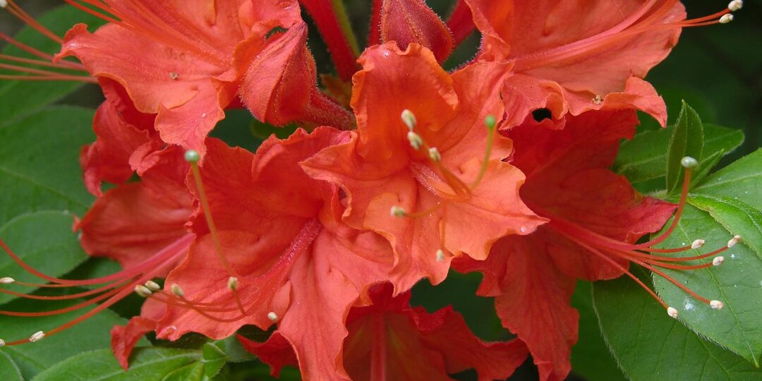Азалии показали различия сортов по форме цветков по данным Mein Schoener Garten
