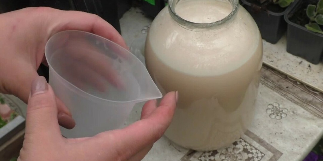 Поливайте данным раствором комнатные растения и они всегда будут зелеными, пышными и хорошо цвести.