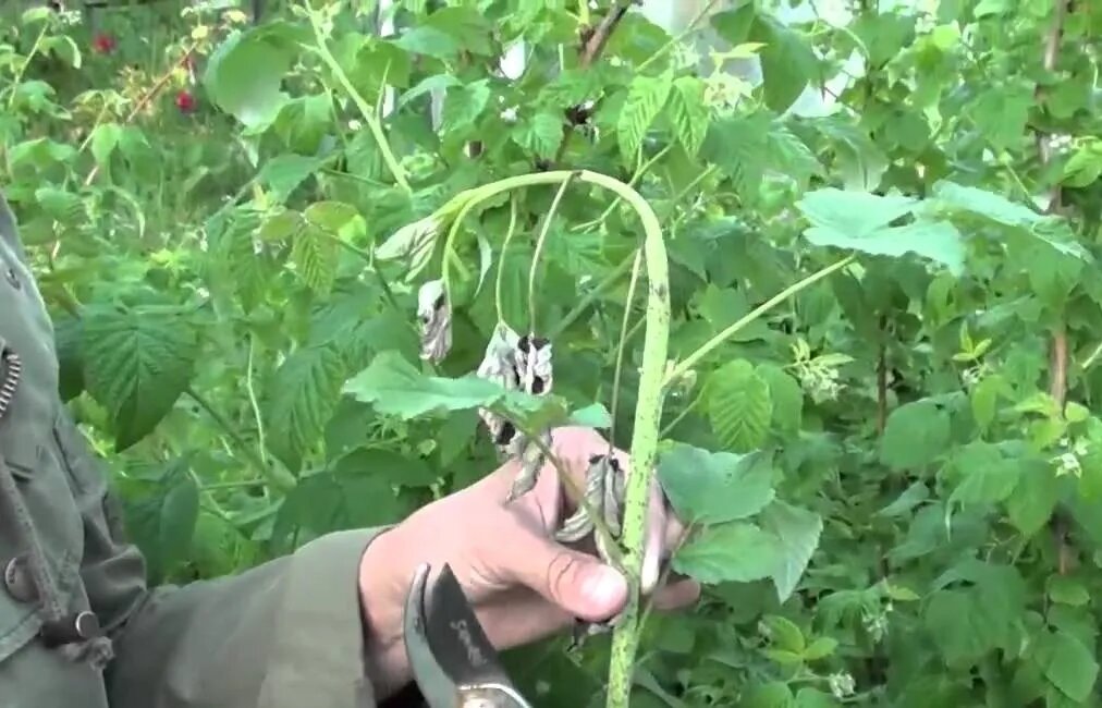 Своевременно надо избавлять кусты от повреждённых вредителем частей растения