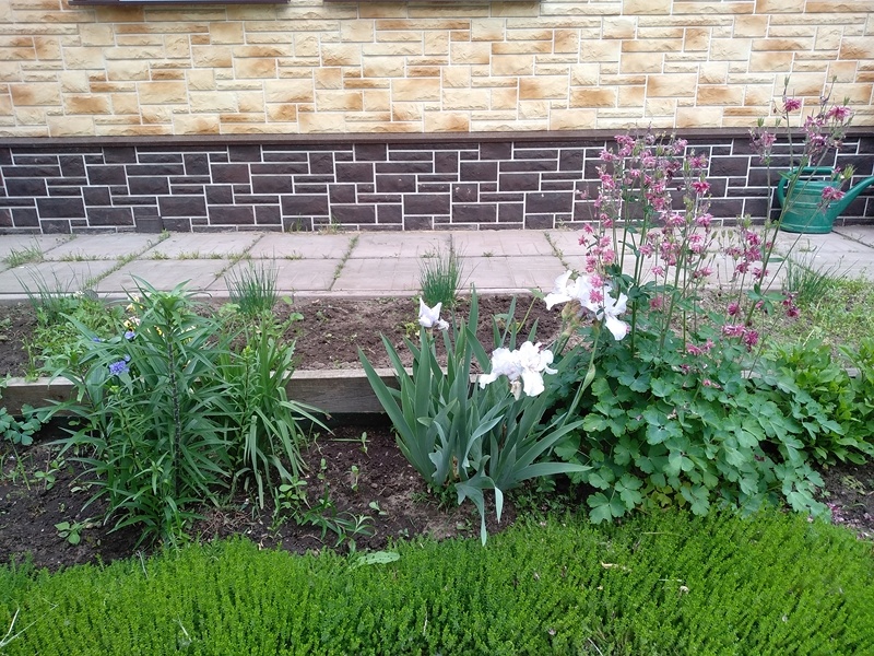 В начале июня кустики виргинской традесканции слева спрятались за лилиями