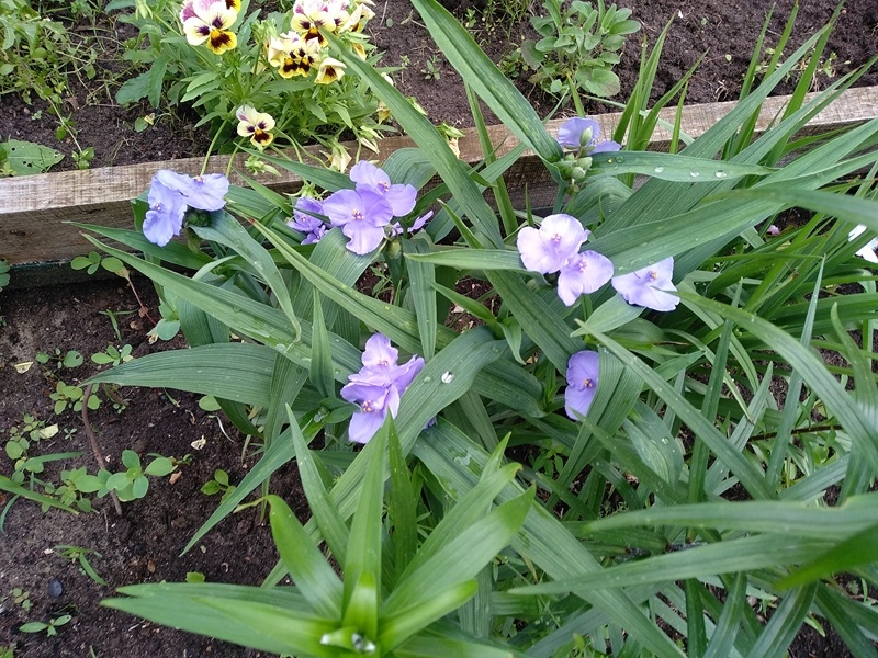 Куст с синими цветками