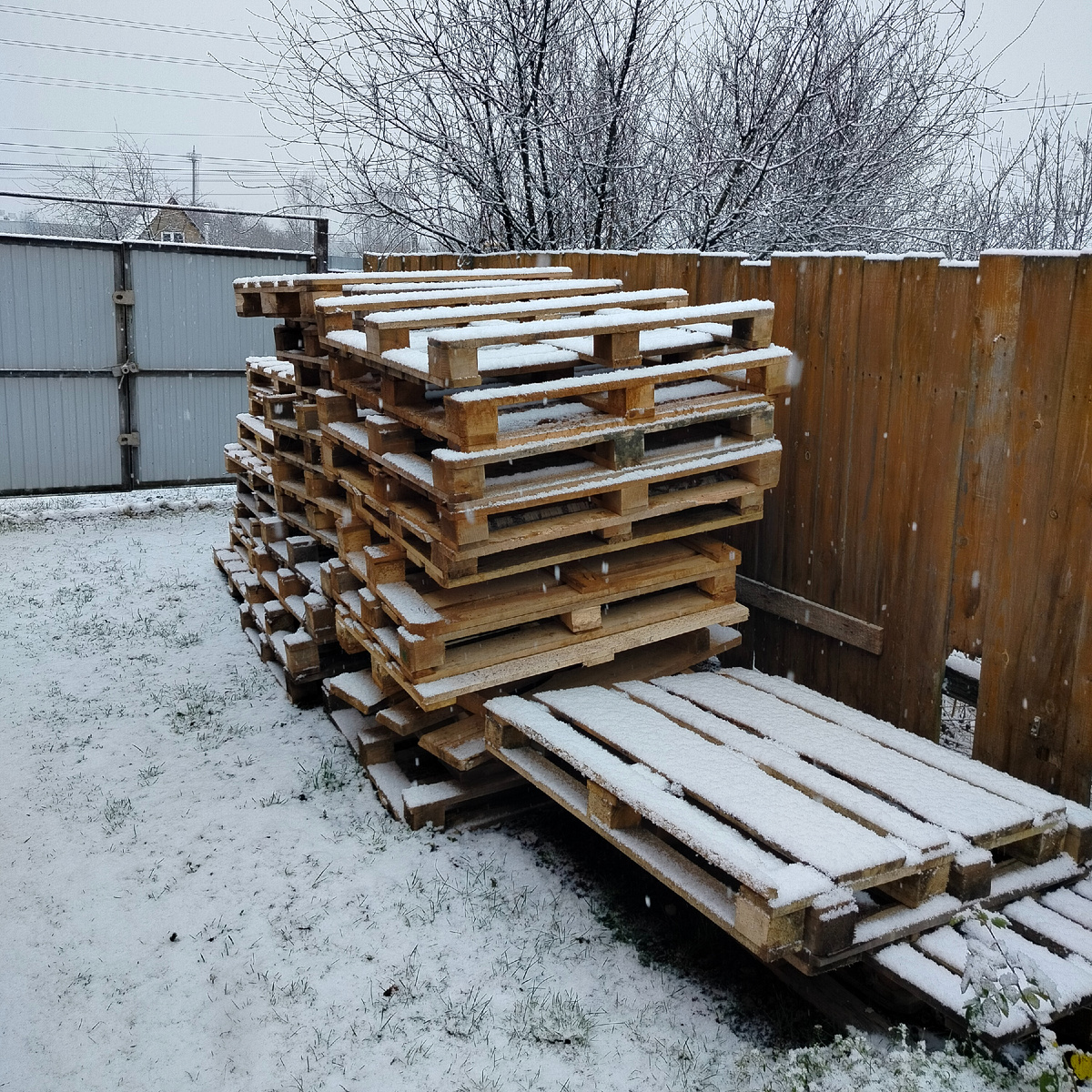 Главное украшение нашего двора.