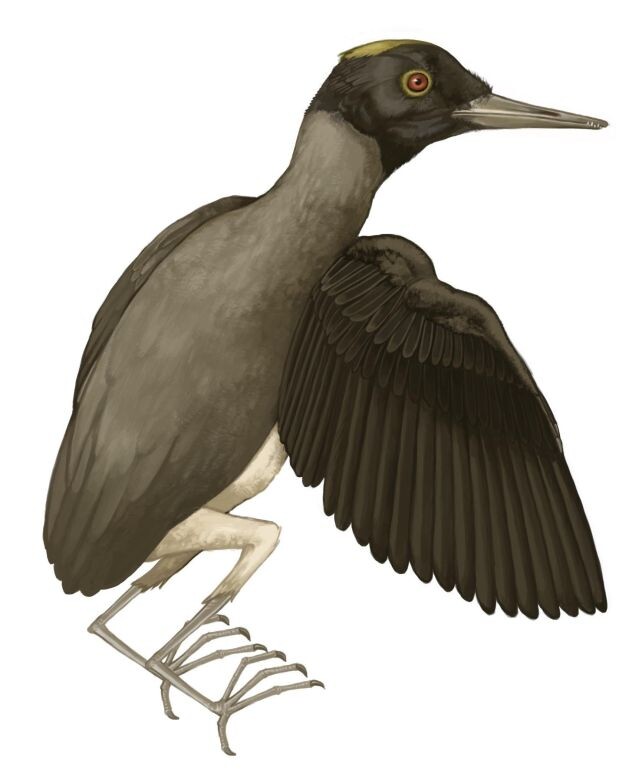 Иллюстрация того, как мог выглядеть Хроморнис при жизни. (Ив Ан)