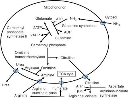 Азотистый обмен