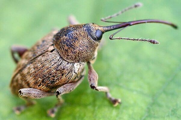 Яблонный цветоед. Фото: https://www.sad.ru/article/osnovnye-vrediteli-yabloni/