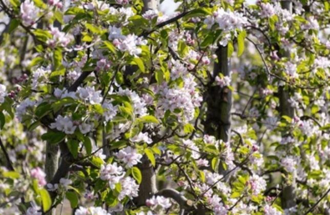 Цветут яблони. Фото Натальи Мироновой