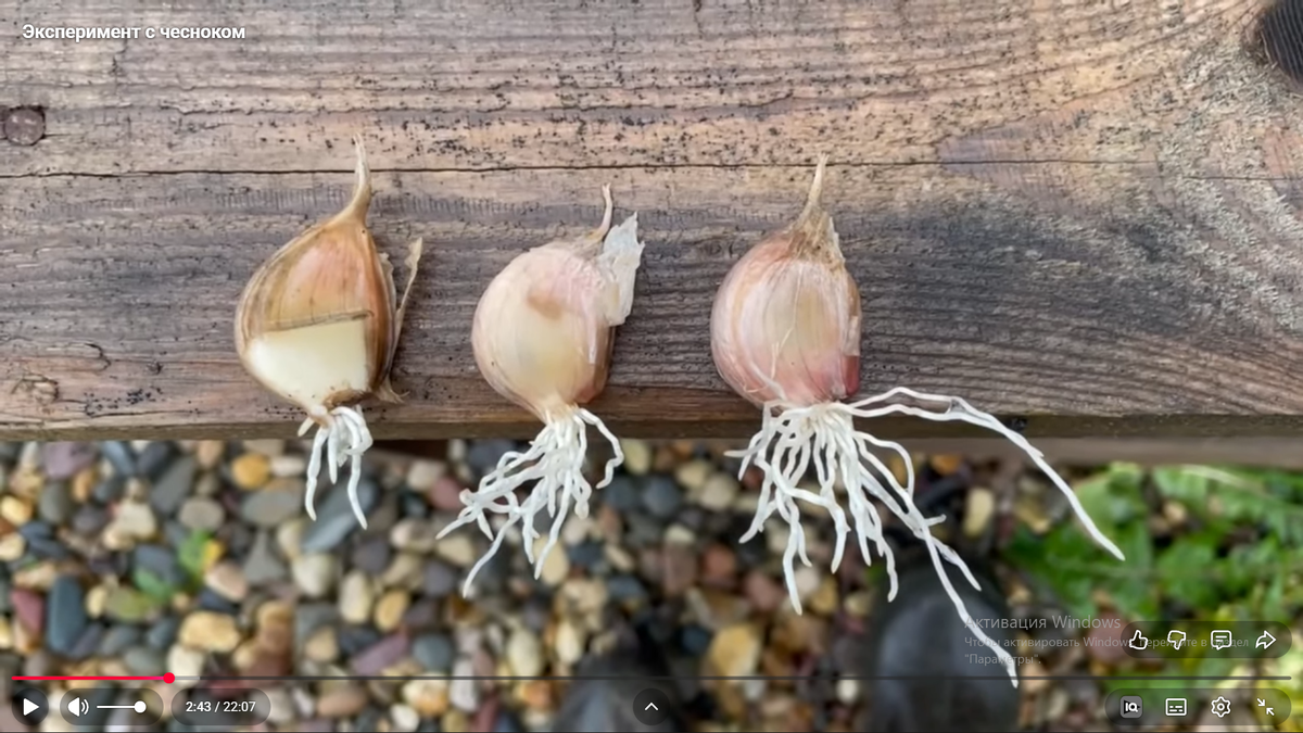 Скрин из видео "Эксперимент с чесноком" с канала ""Артём Тяптин" на Ютубе. Показаны корни чеснока выросшие в песчанной почве.