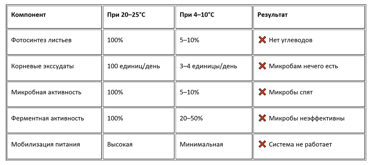 Таблицапоказывает почему фотосинтез бесполезен для чеснока осенью