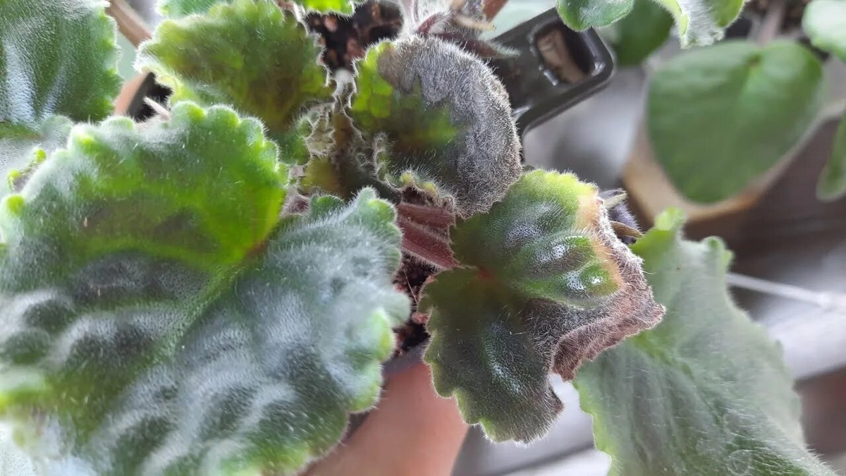 Вот так примерно выглядит некроз ( фото интернет).