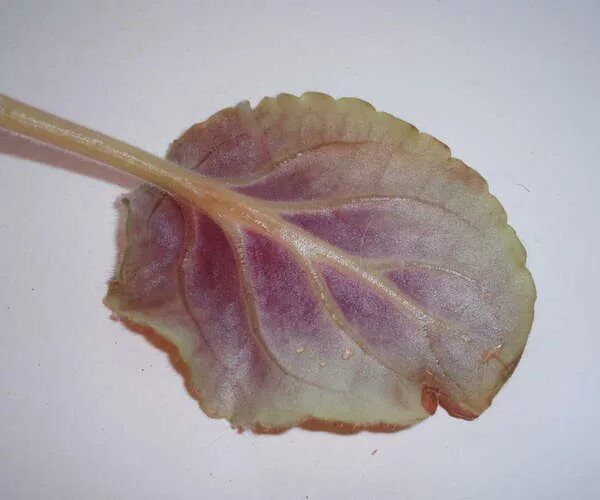 Фото интернет.