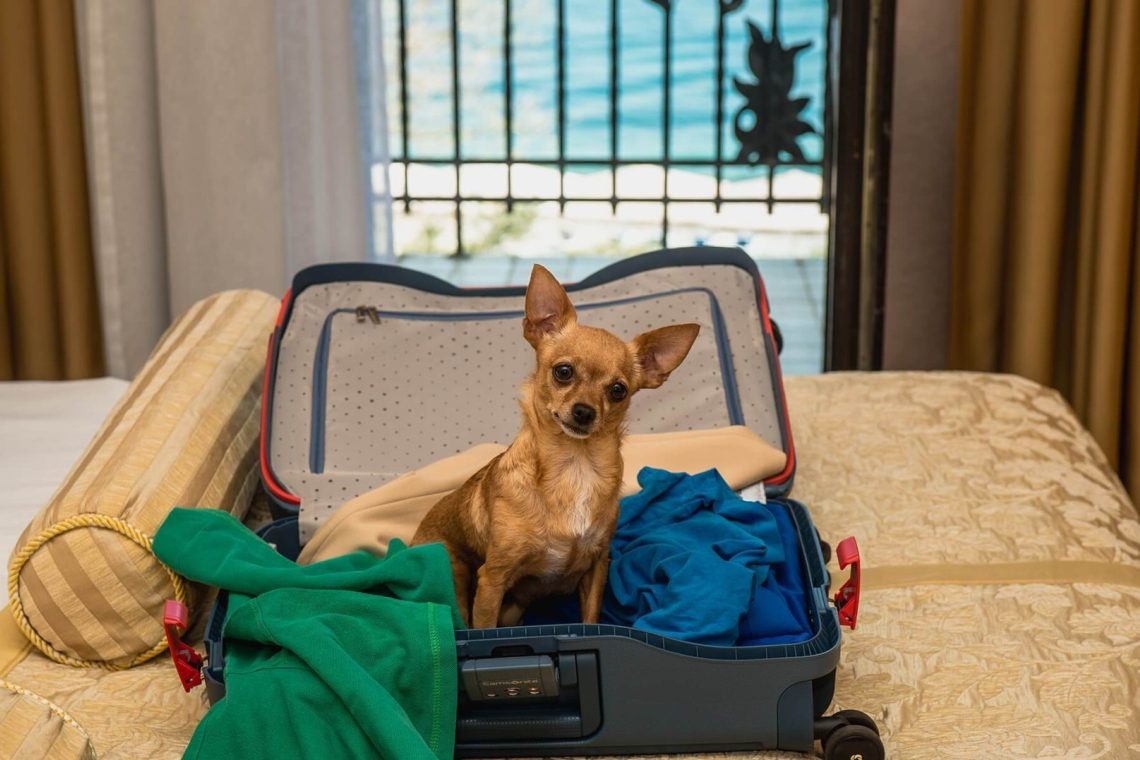 Собакам можно, а кошкам нет