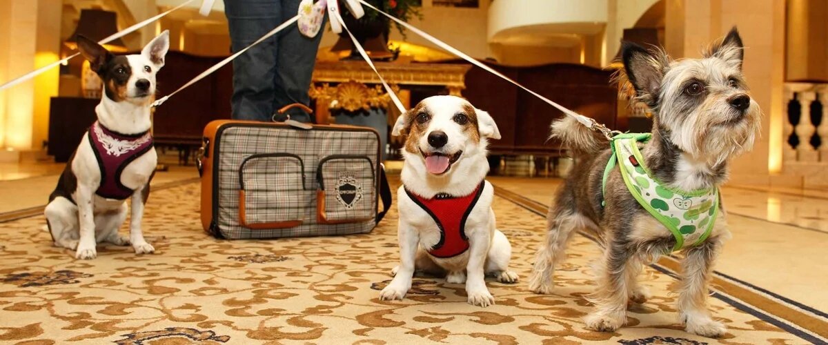 Собакам можно, а кошкам нет