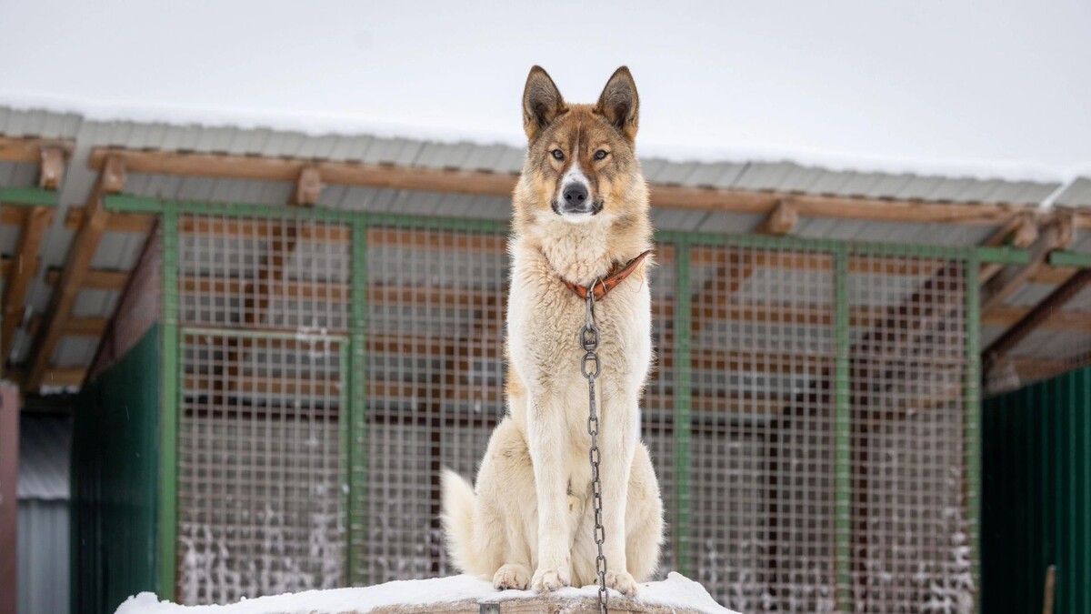    Фото: Федор Воронов / «Ямал-Медиа»