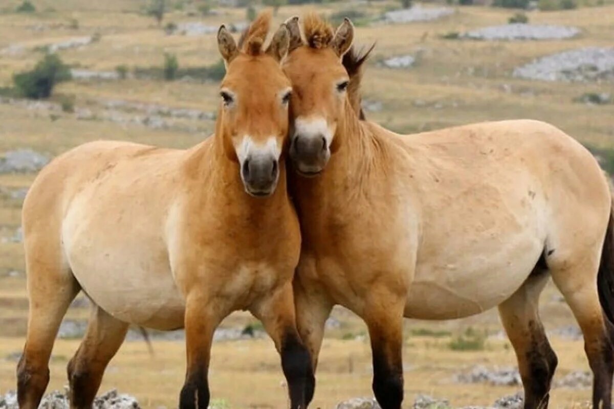 Фото с сайта: https://www.mk-hakasia.ru/social/2019/08/28/khakasiyu-zavezut-loshadey-przhevalskogo.html