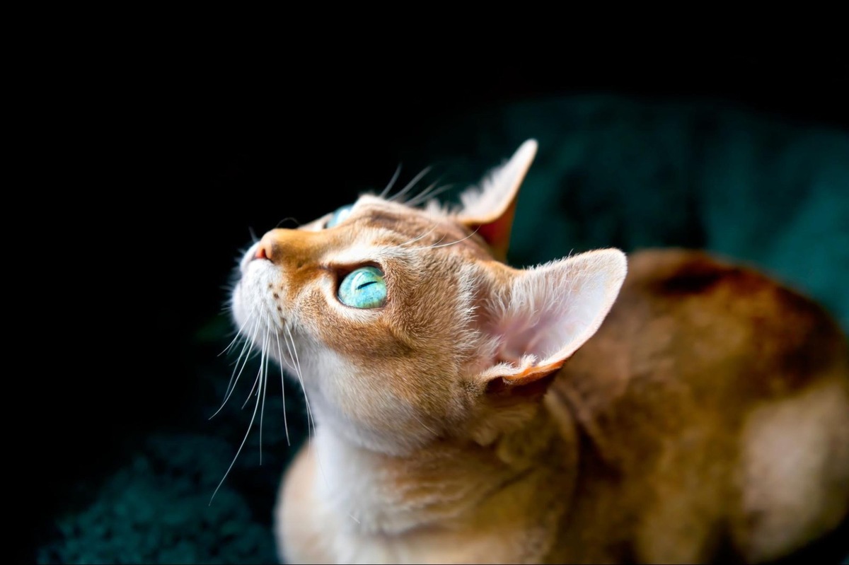    Некоторые кошки готовы обсуждать с хозяином все на свете