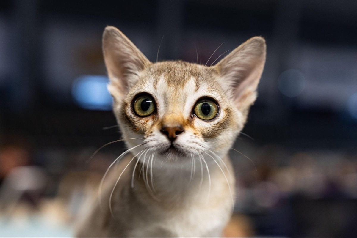    Миниатюрная сингапура обладает удивительно громким и настойчивым голосом