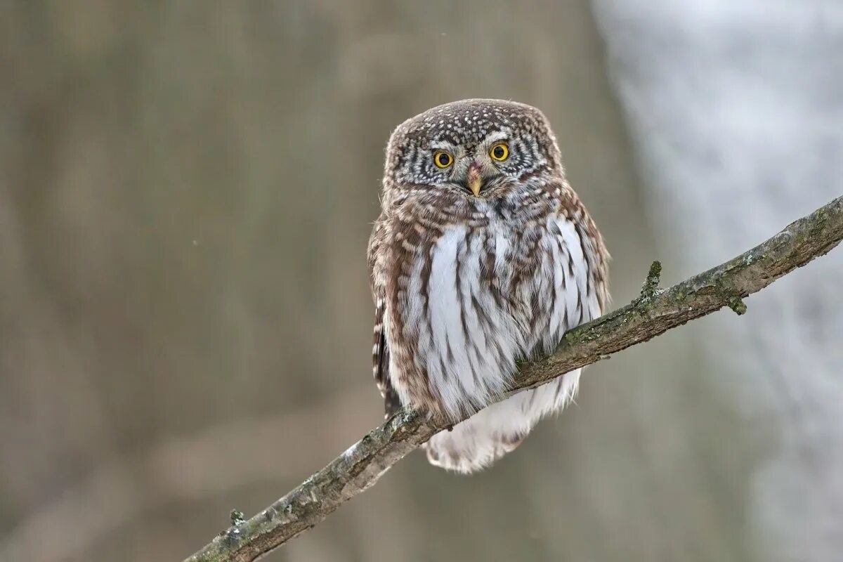 Фото с сайта: https://tre-i-dnr.ru/сыч+пищит