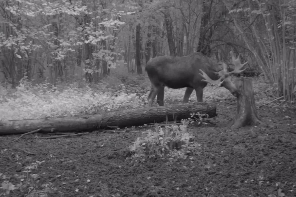 Фото с сайта: https://newsorel.ru/fn_1552405.html