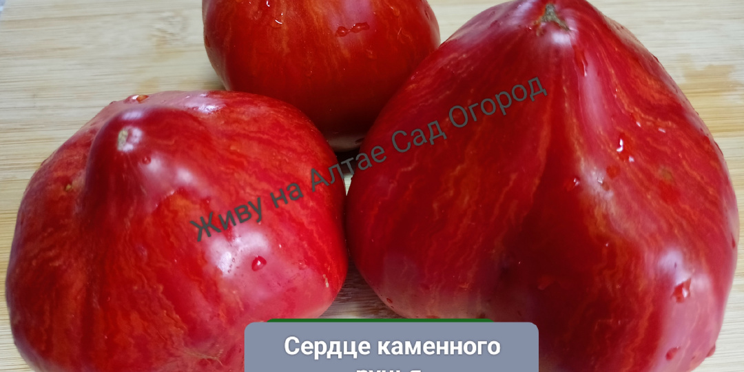 Томатные гномы из каталога: Радуга Хейли, Сердце каменного ручья, Леприкон Гоша и т.д