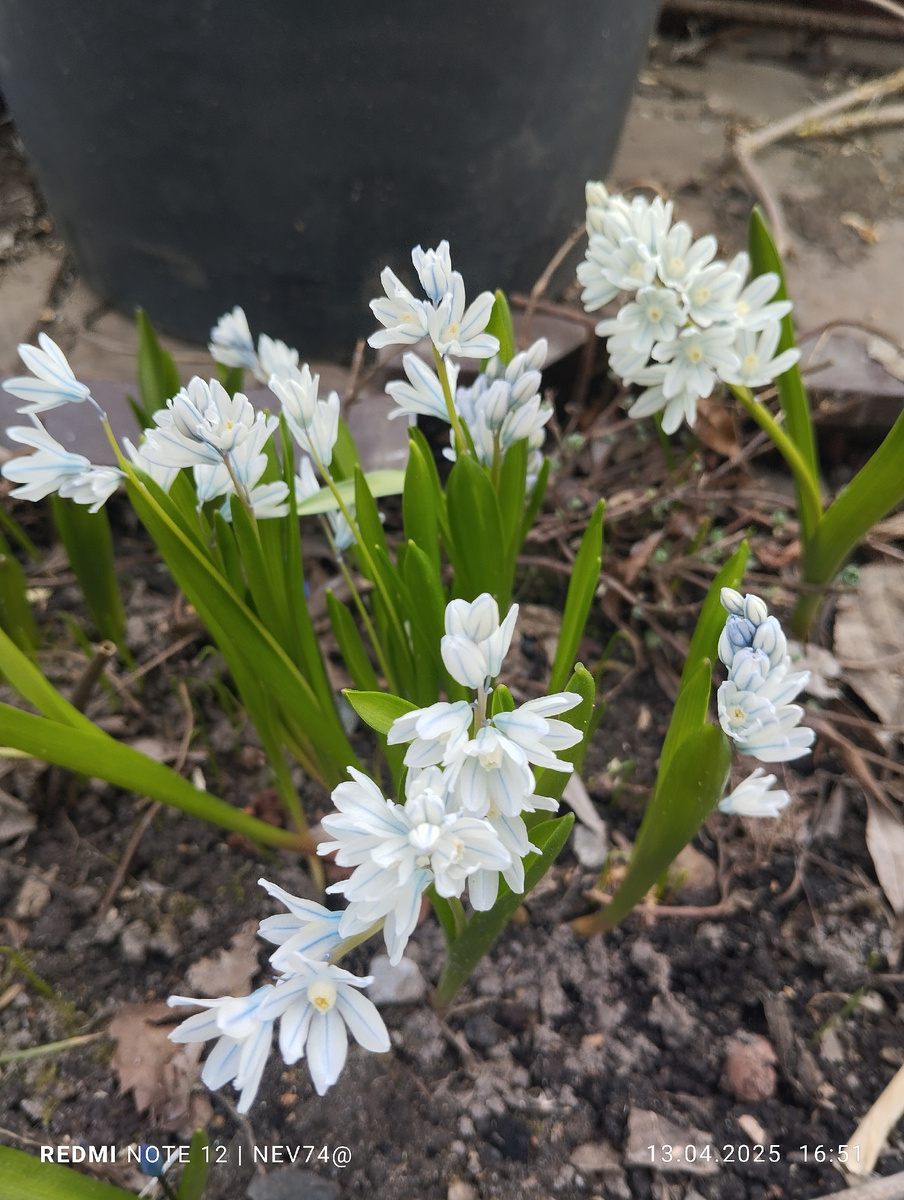 Пушкиния в моём саду