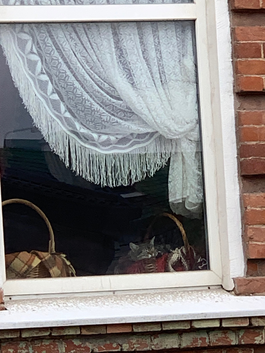 Котик спит в корзинке. Окно в Ростове-на-Дону