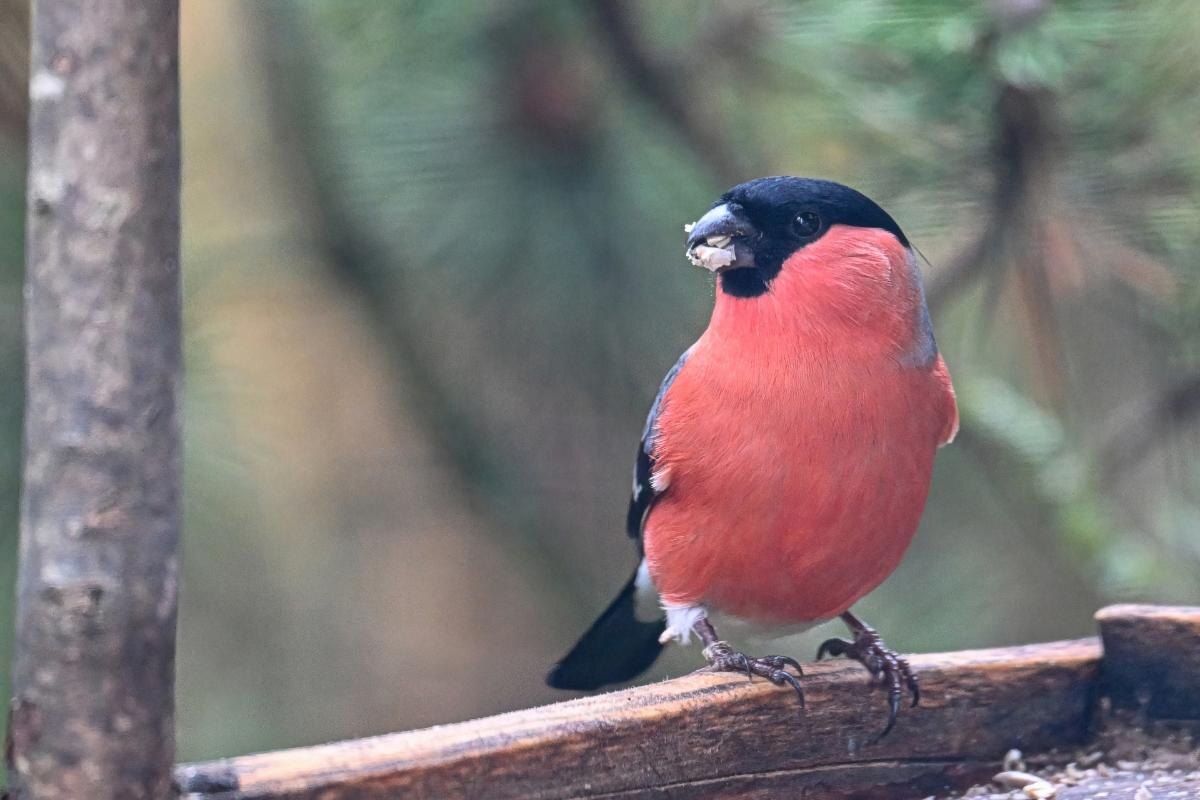 Фото с сайта: https://zelokruga.ru/notes/13247/