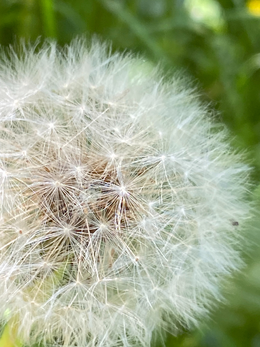 Фото мирного лета из нашей деревеньки. Автор - дочь