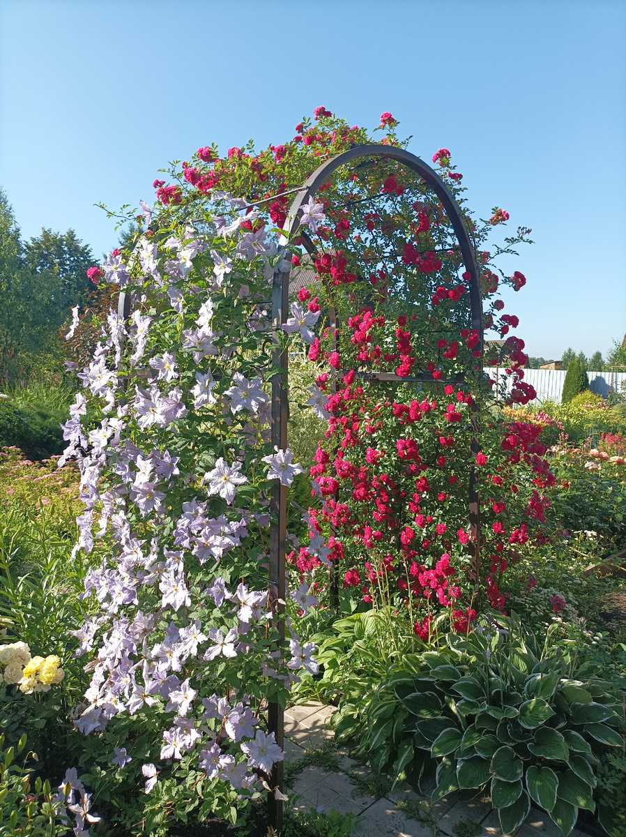 14 июля 2024 г, на арке с плетистым рамблером Эксцельза