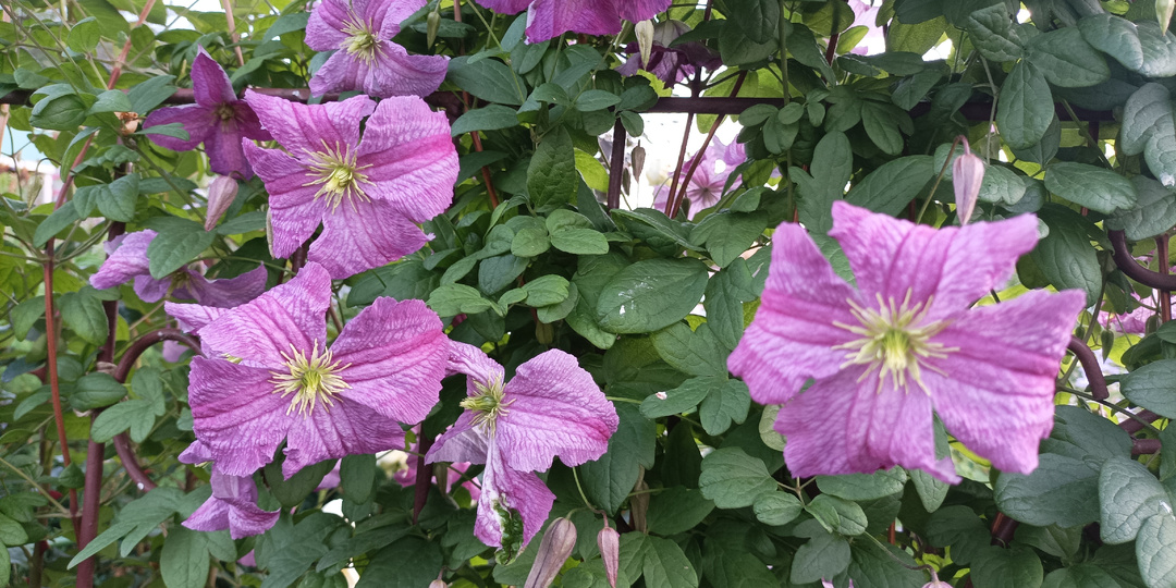 Угасающая эра цветущей лианы: клематисы моего сада в сезоне 2025 г