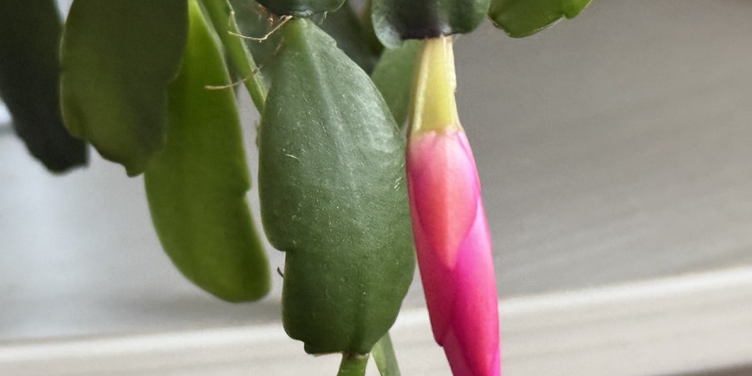 Уход за Декабристом: три заблуждения с которыми я не согласна