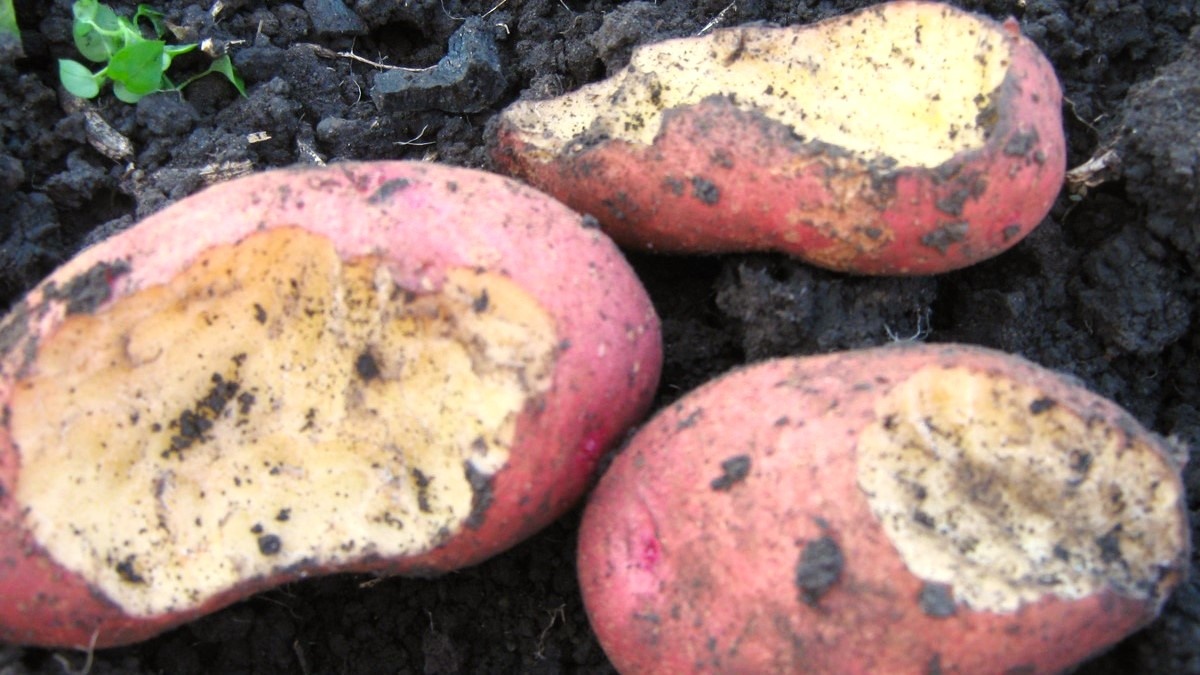 Поеденная картошка