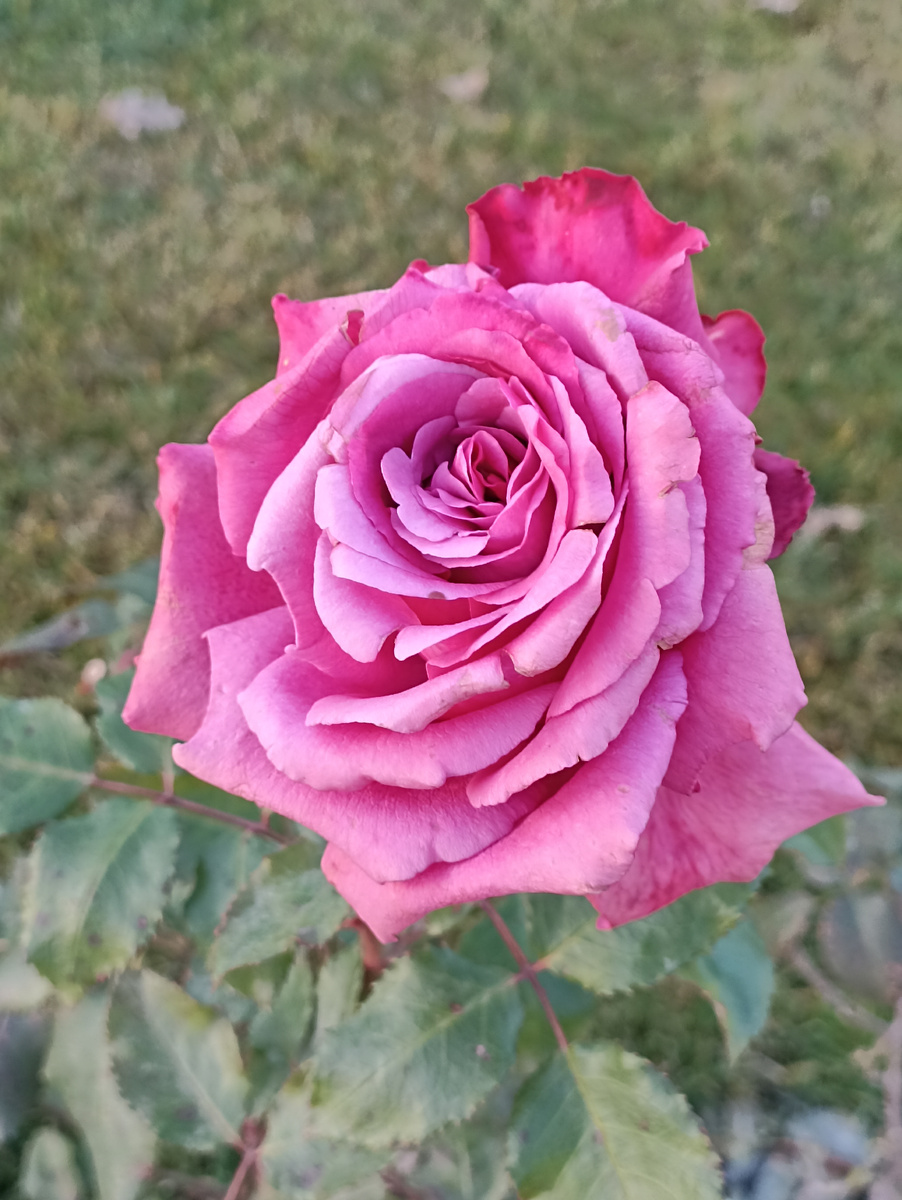 #розы#паркгалицкого#краснодар