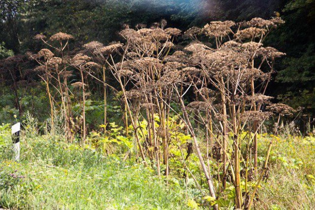   Фото из архива Калининград.Ru